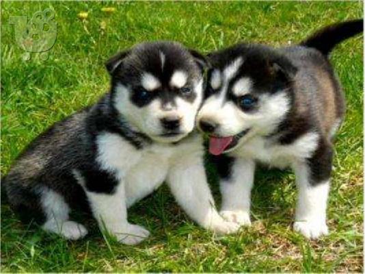 HUSKY καθαροαιμα 6979314054 ΚΡΗΤΗ-ΑΘΗΝΑ-ΘΕΣΣ/ΝΙΚΗ